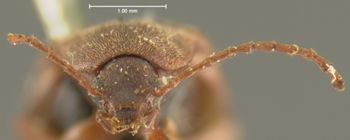 Media type: image;   Entomology 8300 Aspect: head frontal view